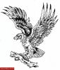 Filename=Adler_Ast_Pablo.jpg
Filesize=75KB
Dimensions=513x600
Date added=Nov 14, 2008 Adler_Ast_Pablo.jpg